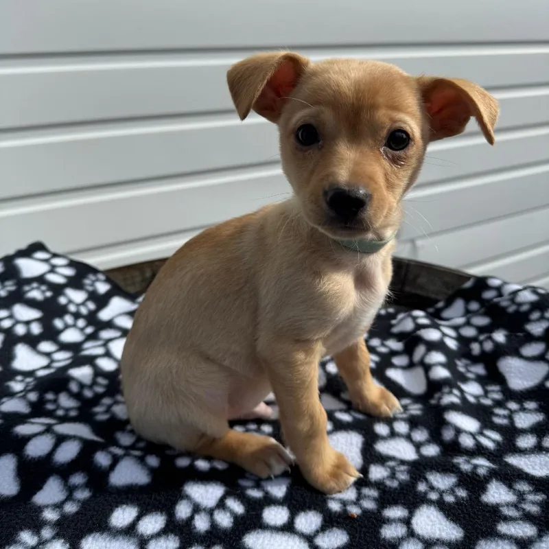 Macaroni Mac thumbnail 5