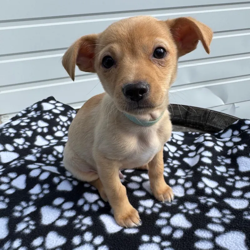 Macaroni Mac thumbnail 6