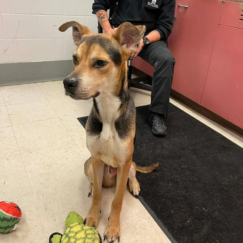 An adult small-sized male Yellow / Tan / Blond / Fawn Hound dog named Andor D for adoption in Princeton, MN