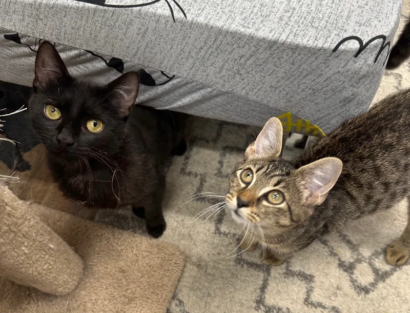 Black Cherry & Jordan thumbnail 3