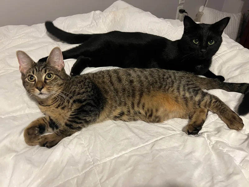 An adult large-sized male Black Domestic Short Hair cat named Black Cherry & Jordan for adoption in Philadelphia, PA