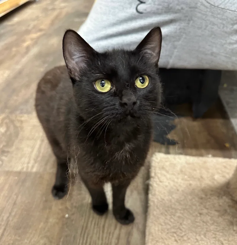 Black Cherry & Jordan thumbnail 6