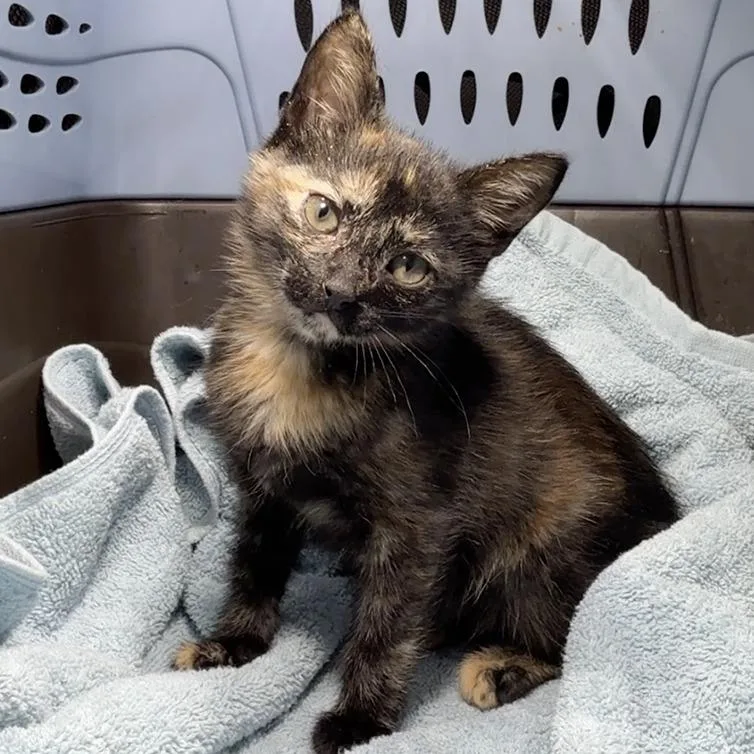 A baby small-sized female Domestic Short Hair cat named Tin for adoption in Cumming, GA