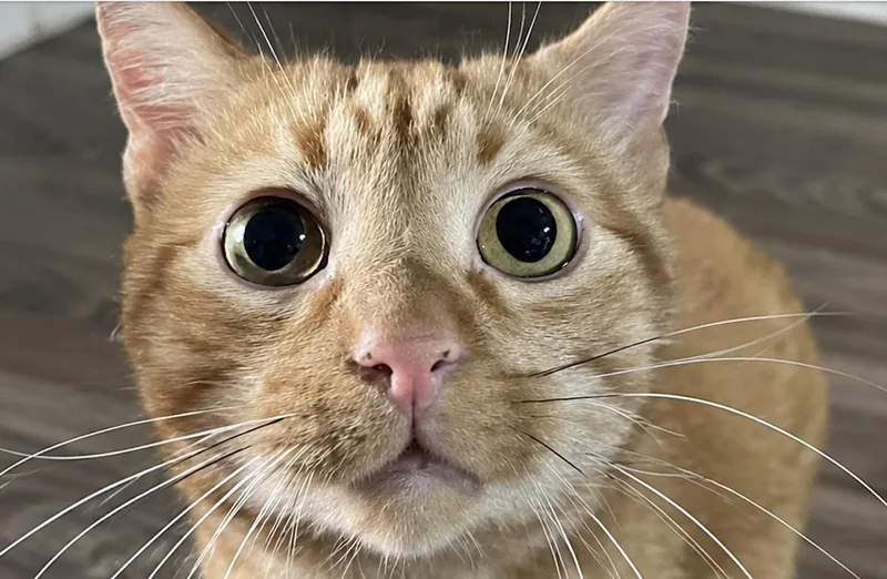 A young medium-sized male Tabby cat named Shroeder for adoption in Bloomfield, NJ