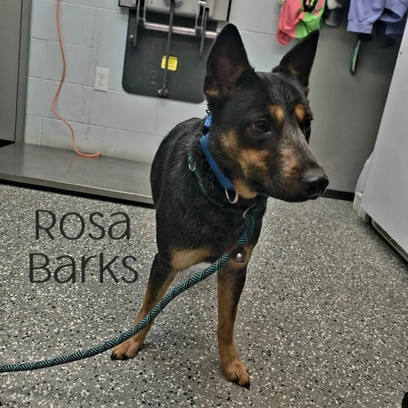 An adult medium-sized female Gray / Blue / Silver Australian Cattle Dog / Blue Heeler dog named Rosa Barks for adoption in Parkersburg, WV