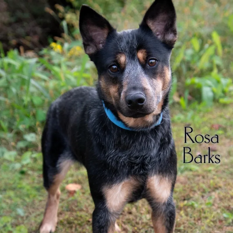Rosa Barks thumbnail 2