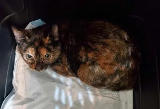 Cagney And Lacey thumbnail 2