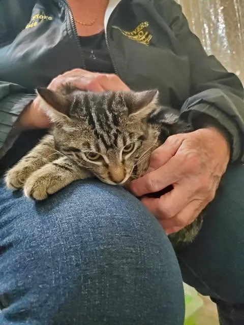 Cagney And Lacey thumbnail 3