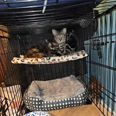 Cagney And Lacey thumbnail 4