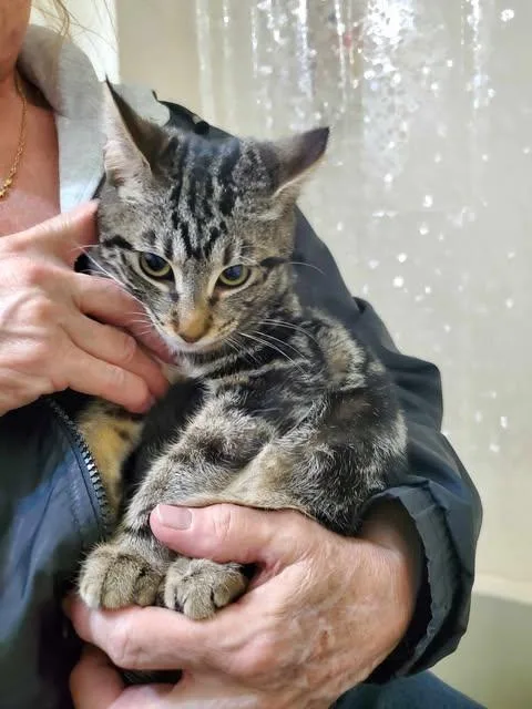 Cagney And Lacey thumbnail 5