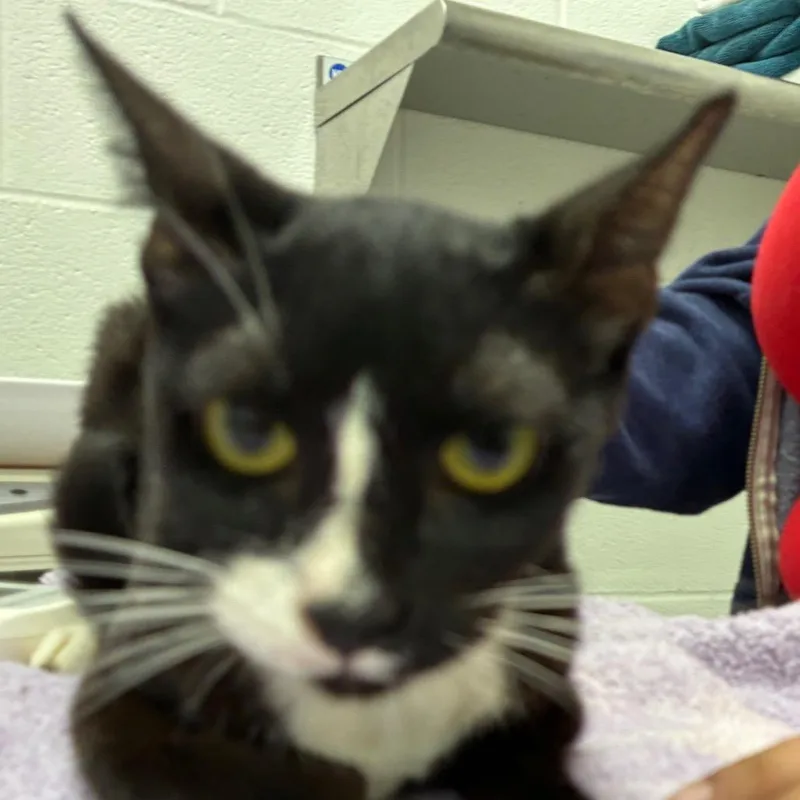 An adult medium-sized female Black Domestic Short Hair cat named Garcia for adoption in Corpus Christi, TX