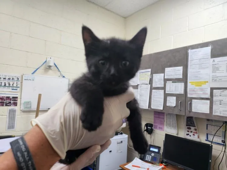 A baby small-sized male Domestic Short Hair cat named Sebastian for adoption in Santa Fe, NM
