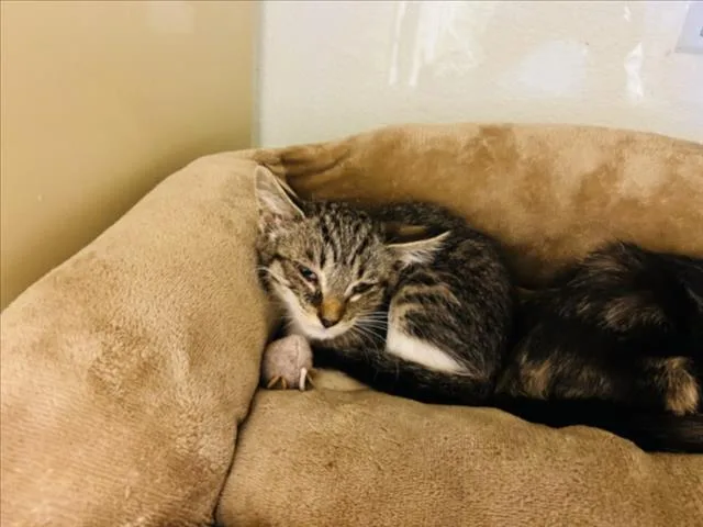A baby small-sized male Domestic Short Hair cat named Petey for adoption in Santa Fe, NM