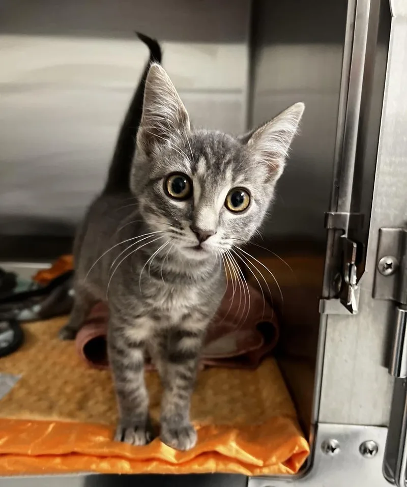 A baby small-sized male Gray & White Domestic Short Hair cat named Gabe for adoption in Jamestown, CA
