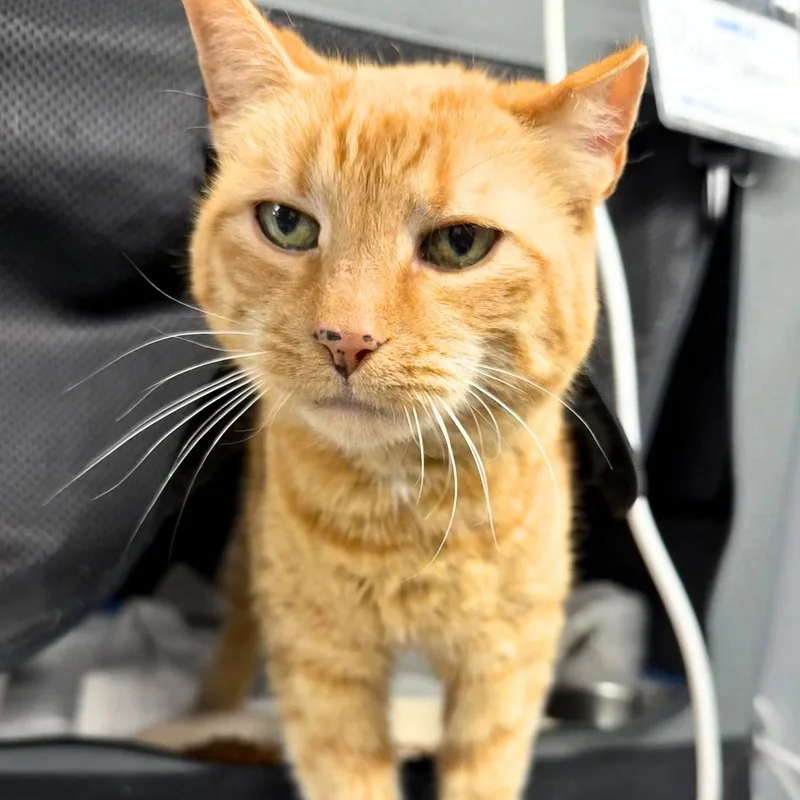 An adult medium-sized female Orange / Red Domestic Short Hair cat named Pistol Shrimp for adoption in Brooklyn, NY