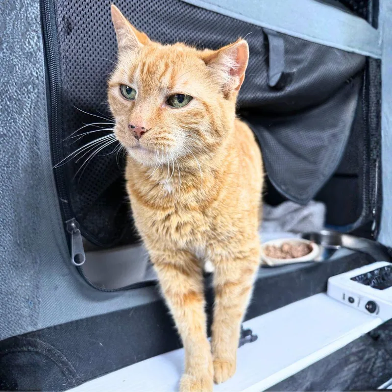 Pistol Shrimp thumbnail 2