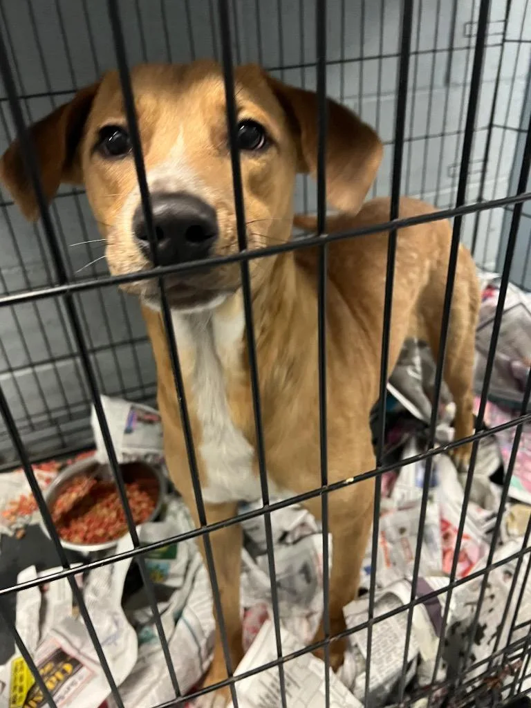 An adult medium-sized male Labrador Retriever dog named Chuck for adoption in Greenwood, MS