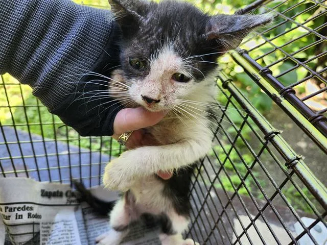 A baby small-sized female Domestic Short Hair cat named Frito for adoption in San Antonio, TX