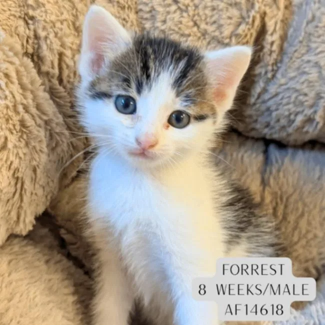 A young medium-sized male Tabby (Gray / Blue / Silver) Domestic Short Hair cat named Forrest for adoption in Supply, NC