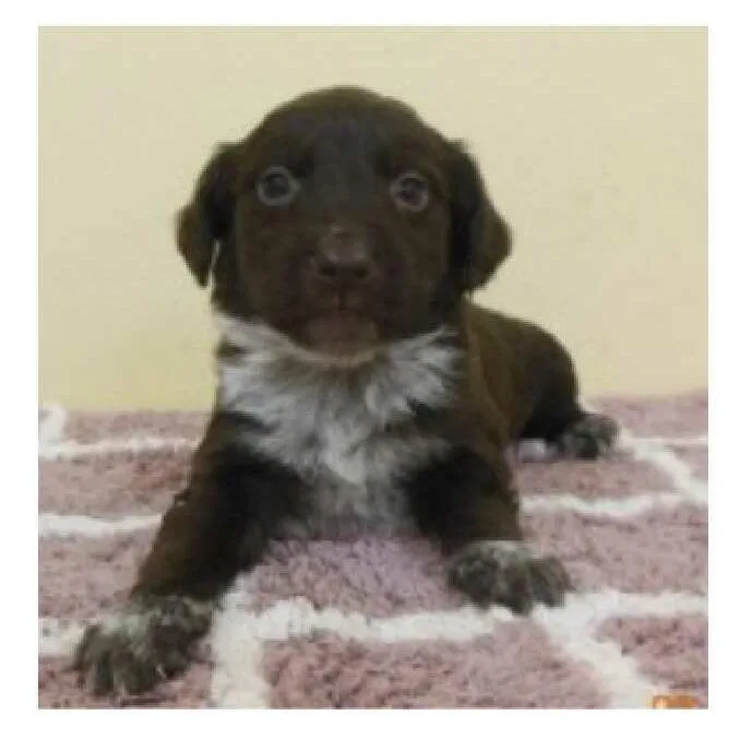 A baby small-sized female Brown / Chocolate Mixed Breed dog named Imogen for adoption in Wilmington, DE