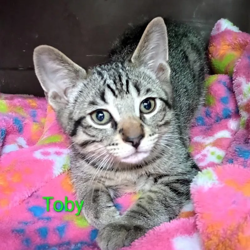 A baby small-sized male Brown / Chocolate Domestic Short Hair cat named Toby for adoption in Grand Rapids, MN