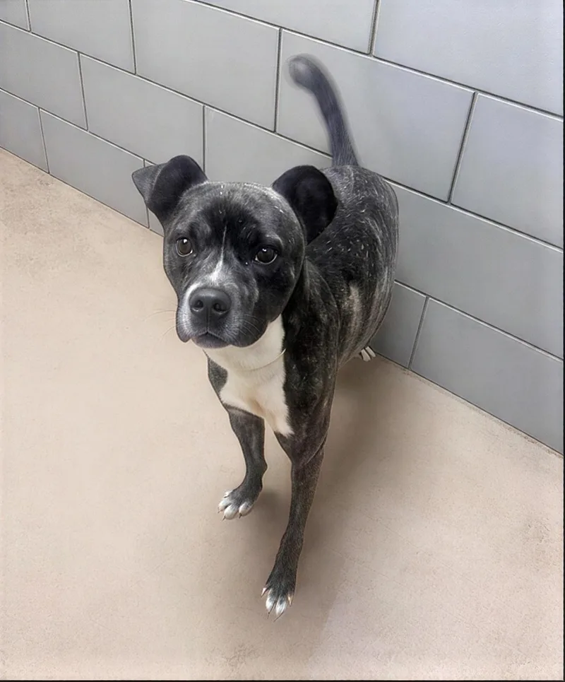An adult medium-sized male Brown / Chocolate Mixed Breed dog named Big Dean for adoption in Nashville, TN