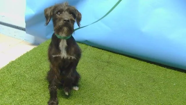 A young small-sized male Terrier dog named A for adoption in Gardena, CA