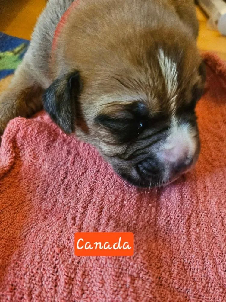 A baby large-sized female Tricolor (Brown, Black, & White) Boxer dog named Canada for adoption in Poplar Grove, IL