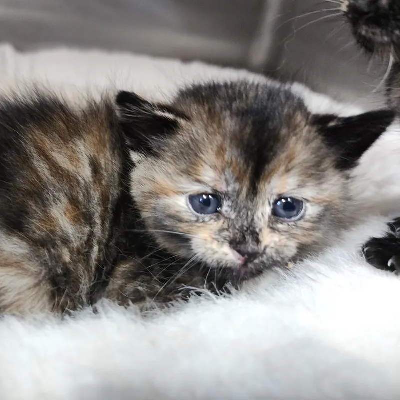 A baby small-sized female Tortoiseshell Domestic Short Hair cat named Mira for adoption in Dixon, IL