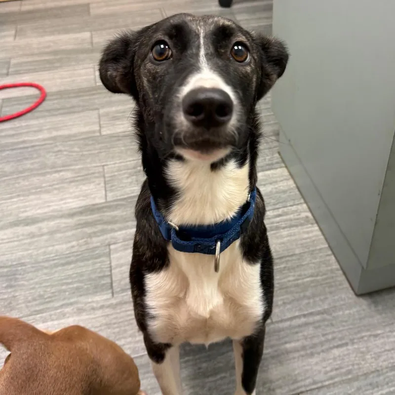 An adult medium-sized female Brown / Chocolate Mixed Breed dog named Mira for adoption in Jacksonville, FL