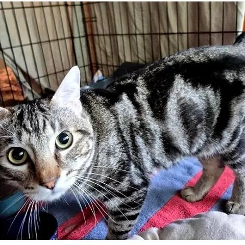 An adult medium-sized male Tabby (Gray / Blue / Silver) Tabby cat named Chaos for adoption in Salt Lake City, UT