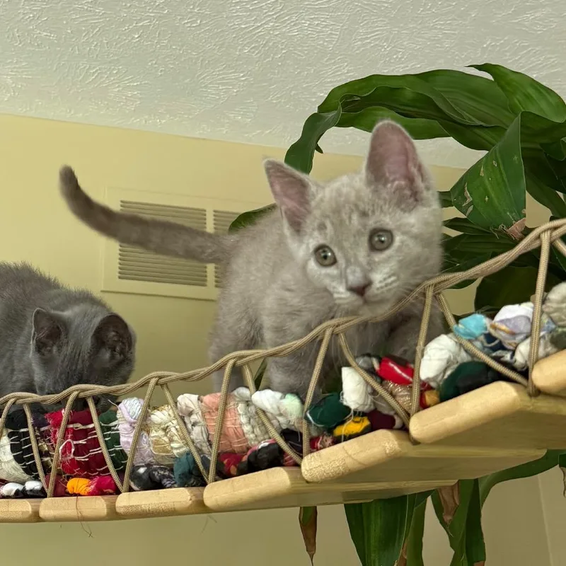 A baby small-sized male Domestic Short Hair cat named Frank Jr Jr for adoption in Portage, MI