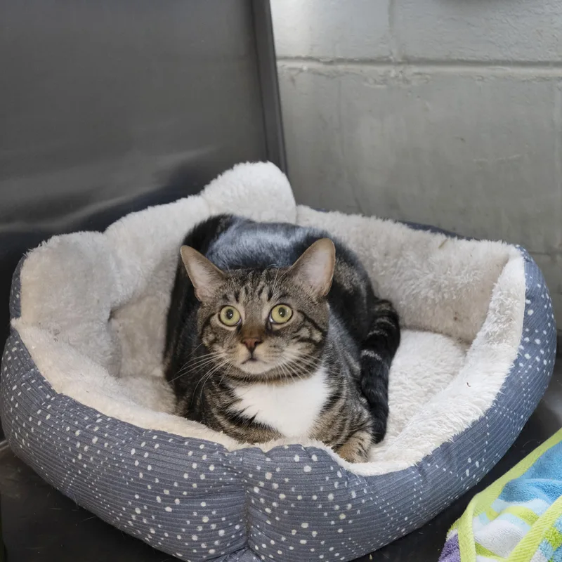 An adult medium-sized male Domestic Short Hair cat named Quartz for adoption in Old Bridge, NJ