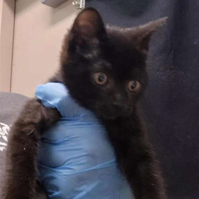 A baby small-sized female Black Domestic Short Hair cat named Weenie for adoption in Tacoma, WA