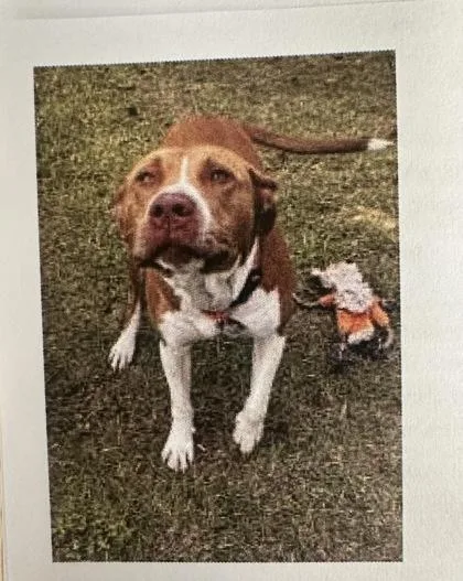 An adult large-sized male Mixed Breed dog named Tracker for adoption in Palm Coast, FL