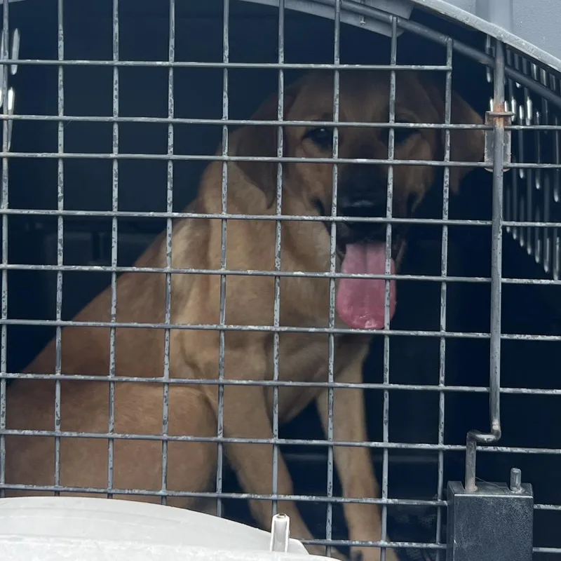 A young medium-sized male Brown / Chocolate Mixed Breed dog named Baxter for adoption in Lake Jackson, TX