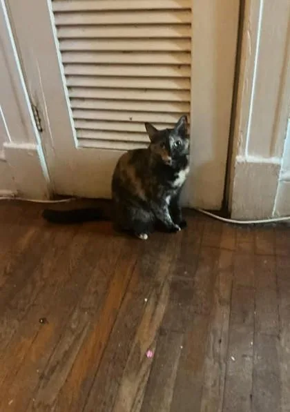 An adult small-sized female Domestic Medium Hair cat named Moose for adoption in Atlanta, GA