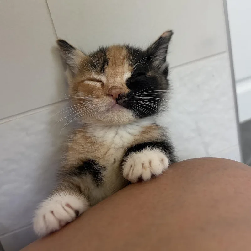 A baby small-sized female Calico Domestic Short Hair cat named ChaCha for adoption in Los Angeles, CA