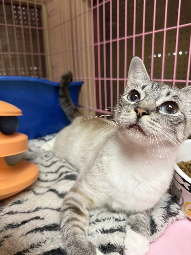 Lilly Napa Petco