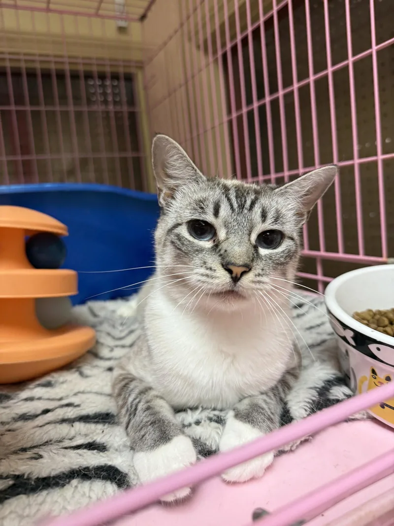 Lilly Napa Petco thumbnail 2