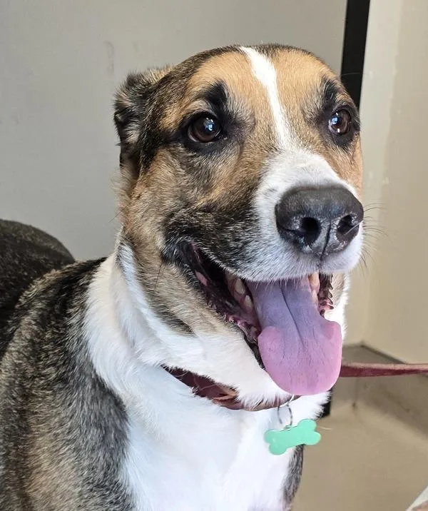 An adult small-sized male Shepherd dog named Oyster for adoption in El Cajon, CA