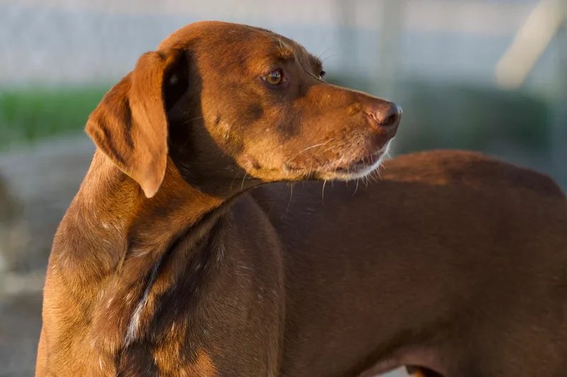 An adult medium-sized female Brown / Chocolate Pointer dog named Sissy for adoption in Hiawatha, KS