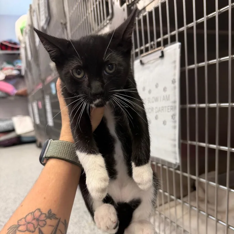 A baby small-sized male Black Domestic Short Hair cat named Bane for adoption in Port Charlotte, FL