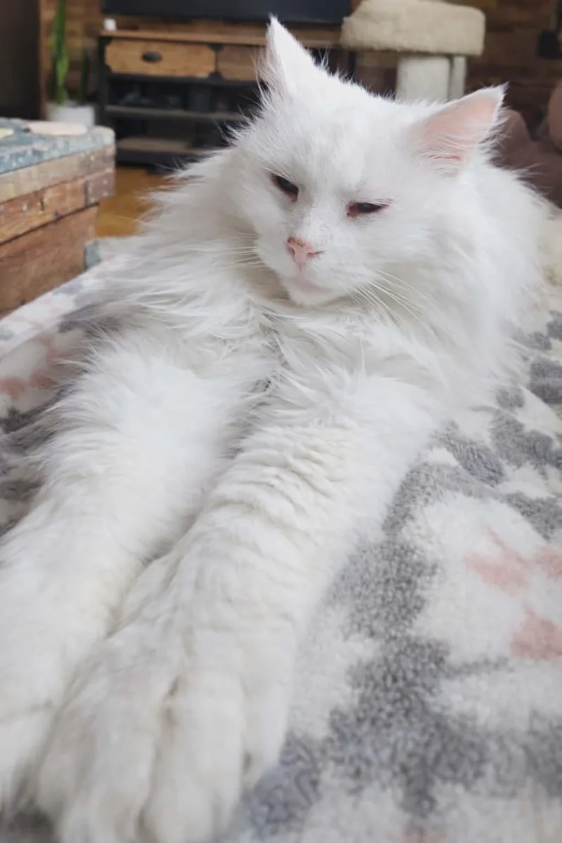 Cornetta thumbnail 2