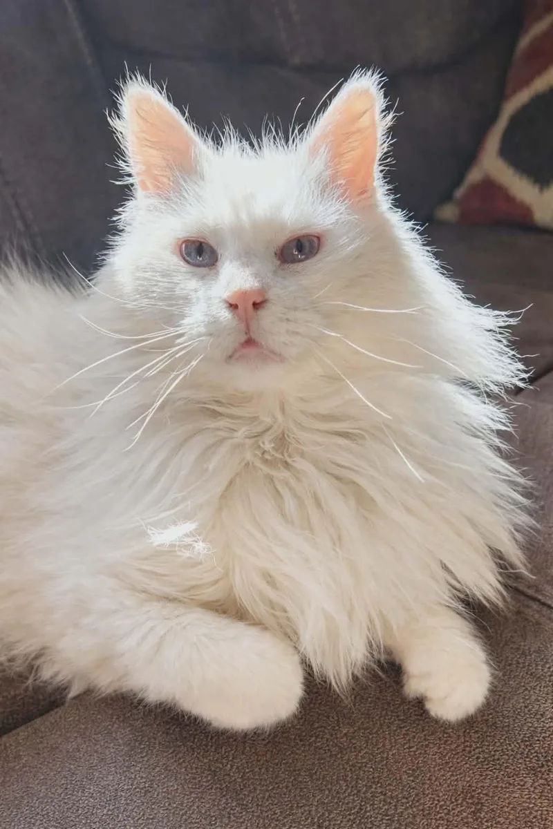 Cornetta thumbnail 3