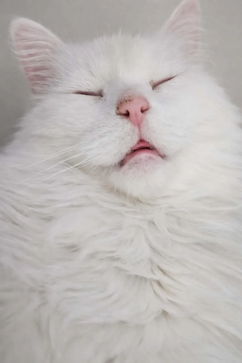 Cornetta thumbnail 4