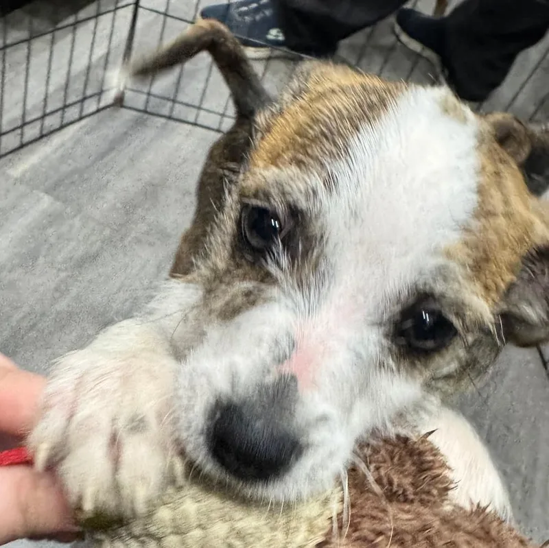 A baby medium-sized male Brown / Chocolate Terrier dog named Zoomie for adoption in CORPUS CHRISTI, TX