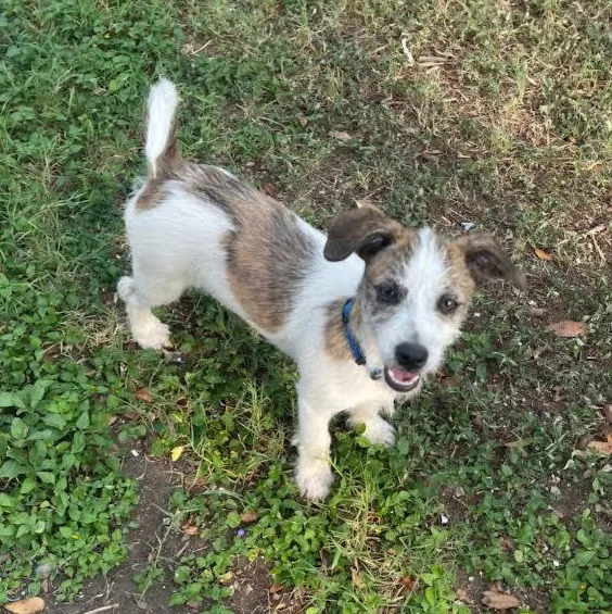 Zoomie thumbnail 2