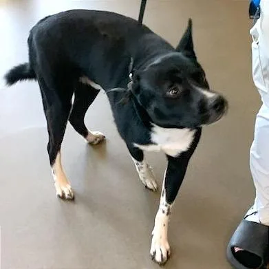A young medium-sized male Black Mixed Breed dog named Tower for adoption in Asheville, NC