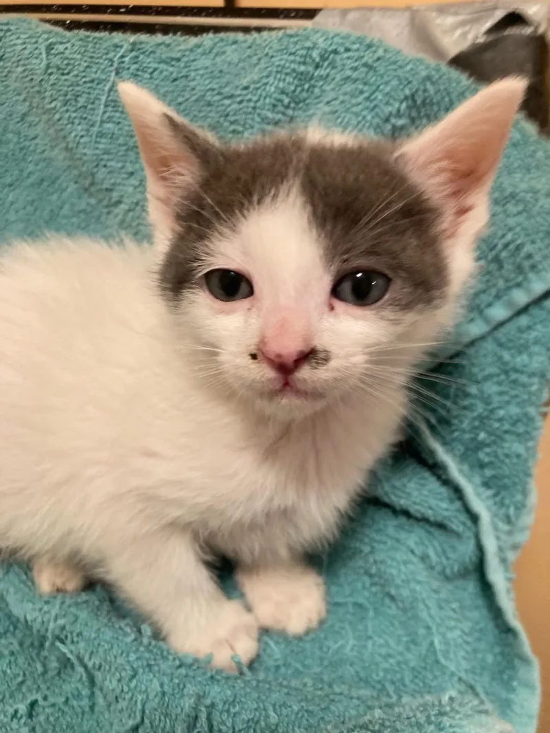 A baby medium-sized male White Domestic Short Hair cat named Butterfly for adoption in Delmar, NY